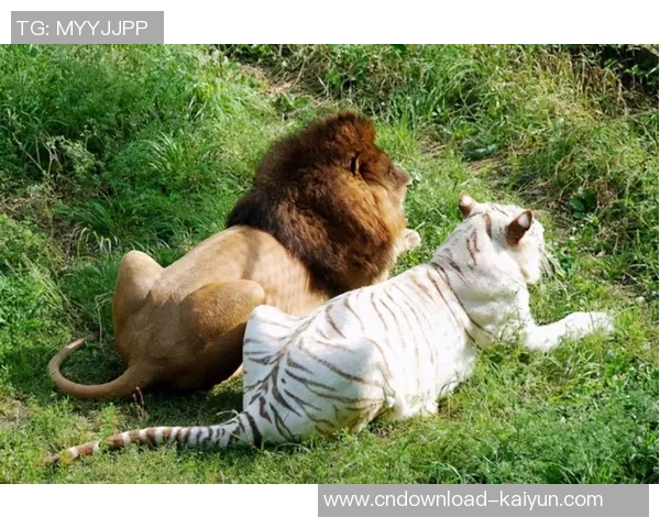 狮子与熊的巅峰对决谁将成为森林之王的最终赢家 狮子与熊的巅峰对决谁将成为森林之王的最终赢家